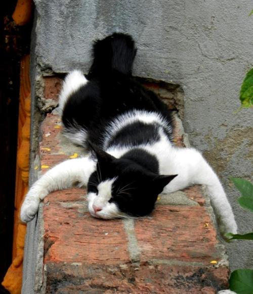 catsland:  Total Relaxation 