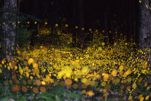 theantidote:FIREFLIESPhotos of fireflies by Tsuneaki HiramatsuOn hot, hazy summer nights, fireflies 