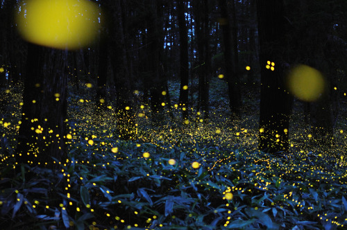 theantidote:FIREFLIESPhotos of fireflies by Tsuneaki HiramatsuOn hot, hazy summer nights, fireflies 