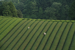 The Mourning Forest by Naomi Kawase (2007)