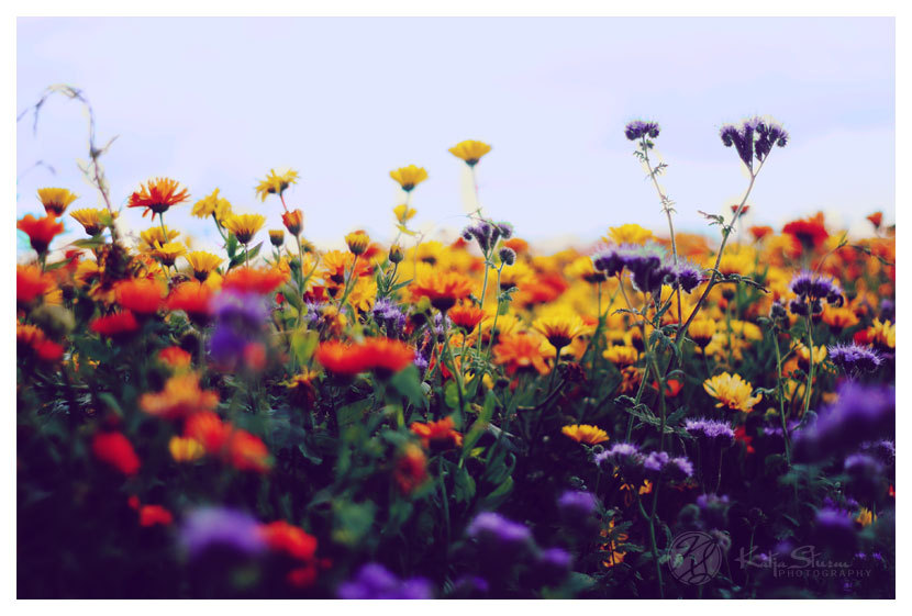 Feel Free