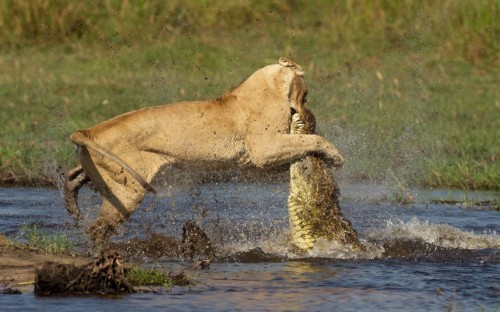 A lioness tussles with a giant crocodile in the Okavango Delta, Botswana. The big cat was lucky to escape with only a cut lip after the crocodile fought back. Photographer Pia Dierickx said: The whole attack was over in the blinking of an eye, and it...