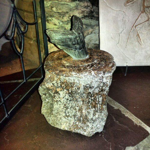 they-stole-my-robot: jonnovstheinternet: A megalodon tooth stuck in a whale vertebrae. this is the m