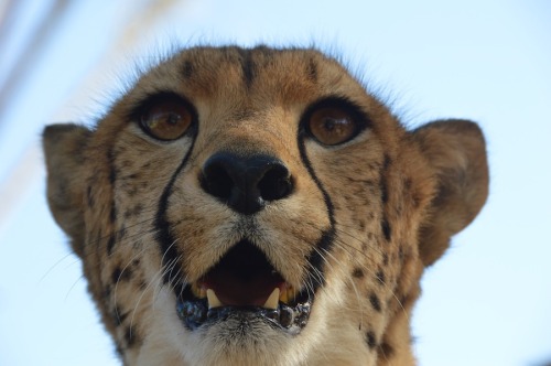 theanimalblog: Cheetah Experience at the San Diego Wildlife Safari Park