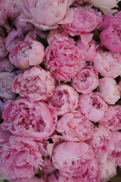 MY ALL TIME FAVOURITE FLOWERS UGHHHH LIKE MY FAVE YOU DON&quot;T EVEN GET HOW MUCH I LOVE THESE FLOWERS  peonies &gt; long stemmed roses anyday