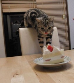 mermaid182:  Aw kitty licking his lips at the cakey