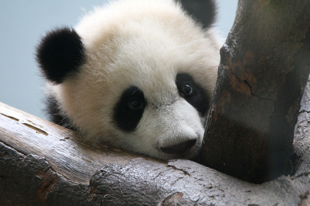 fuckyeahgiantpanda:  Mei Lan at Zoo Atlanta, Atlanta, Georgia, US, on April 14, 2007.