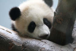 fuckyeahgiantpanda:  Mei Lan at Zoo Atlanta, Atlanta, Georgia, US, on April 14, 2007. © SmileyBears. 