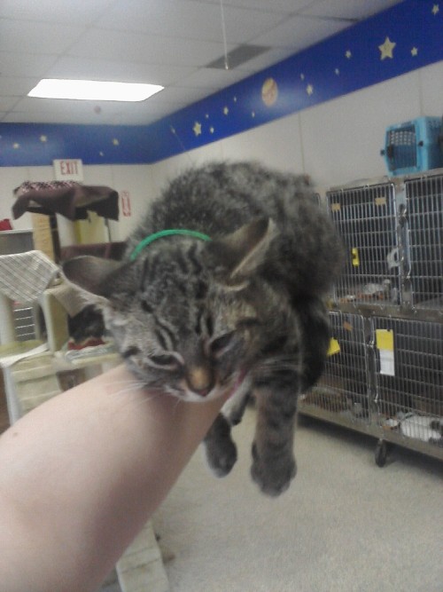 spybook:  This kitten laid on my arm for like five minutes. 