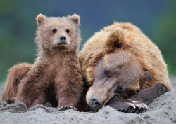 kingdom-of-animals:  Guarding Mom’s Sleep