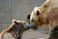 theanimalblog:  bear1 (by lanier67) 