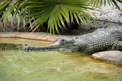 Crocodile (by Jean.)