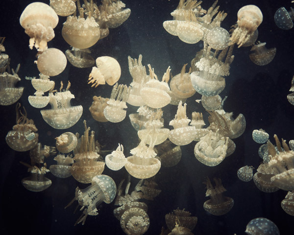 kari-shma:  Irene Suchocki: The Life Aquatic 