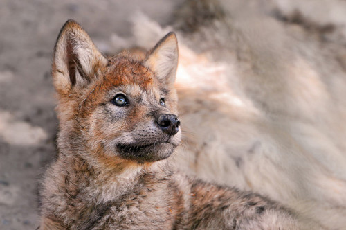 worldlyanimals:  Mongolian Wolf Pup (Tambako the Jaguar) 