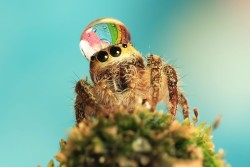 lifeasapassivearies:  staceythinx:  Raindrops on roses and whiskers on kittens…Raindrops on spiders may become one of your favorite things thanks to this fun gallery put together by Wired.  Aaah in the first one he looks like he has a little rainbow