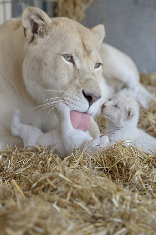 magicalnaturetour:   Lion mother Princess licks one of her white lion babies on July 17, 2012 in Kempten, southern Germany AFP PHOTO / TOBIAS KLEINSCHMIDT viaThe Daily Beast by Wanda Goodwin :) 