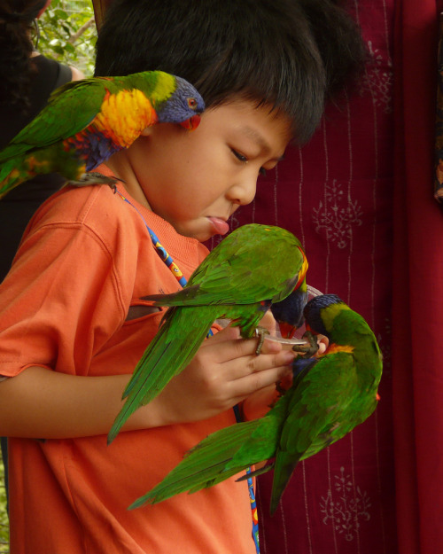 Mobbed by lories! Species: Rainbow lorikeet (Trichoglossus haematodus) By Richard Tulloch on Flickr(