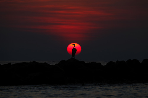 Porn Pics yoannmichaux:  Grey Heron at Sunset, Maldives