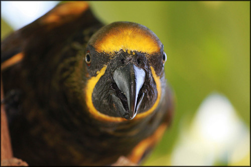 Staring competition Species: Brown lory (Chalcopsitta duivenbodei) (Source)