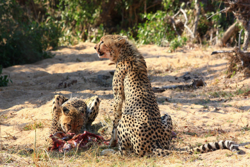 tigersandcompany: Cheetahs (by Nguyet.Vuong) 