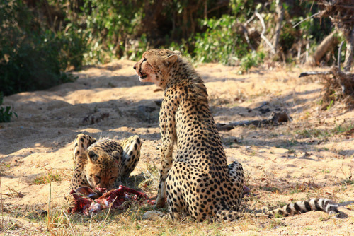 tigersandcompany: Cheetahs (by Nguyet.Vuong)