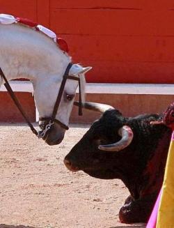 Open-The-Cages:  “The Horse Forced To Participate In This Vile Sport Shows No “Satisfaction”
