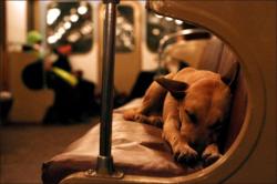 viperine:  myencephalonjourneys:  Each morning, like clockwork, they board the subway, off to begin their daily routine amidst the hustle and bustle of the city. But these aren’t just any daily commuters. These are stray dogs who live in the outskirts