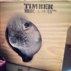 dailybunny:  Bunny Peeks Out from His Hideaway