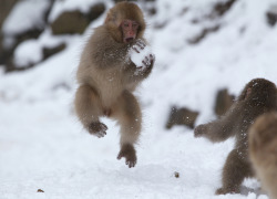 getawildlife:  Snow Monkey (by Masashi Mochida) 