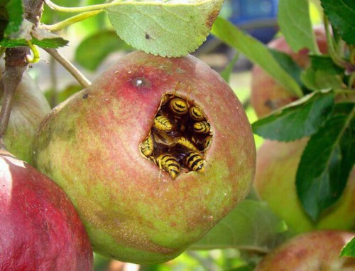 michaelbeara:  sam:  vondell-swain:  adamusprime:  vondell-swain:  bad news apple    now im wondering why the hell i didnt make this joke  those aren’t even bees though they’re fucking wasps   