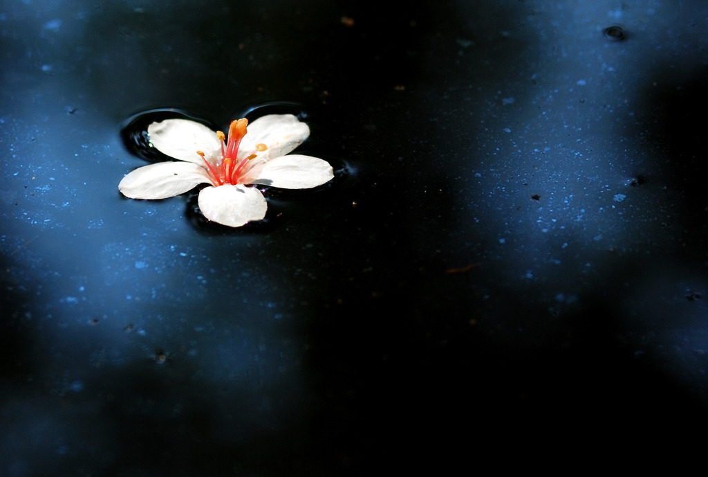 uteki:  桐花 (by bibi.barbie) 