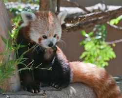 amandavanelst:  sdzoo:  The first known written record of the red panda occurred in a 13th-century Chinese scroll. (pic by robphoto)  They’re cuter in person, I got to pet and hold one  