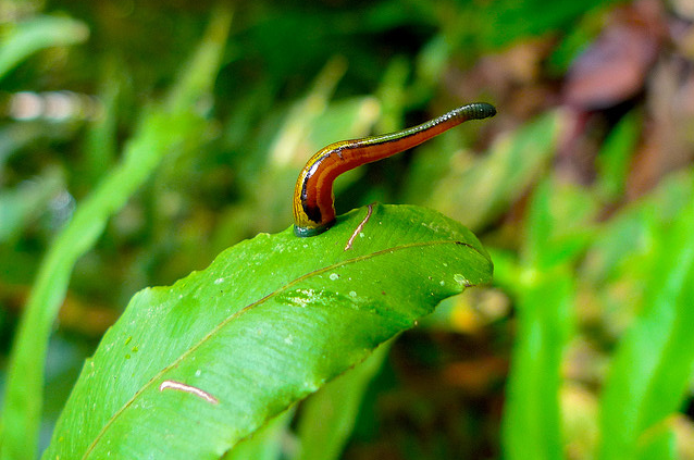 Leeches! — cog-nito: Leeches (subclass Hirudinea) are