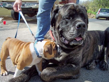 bigdogoftheday:  Make: Mastiff Name: Mudge Weight: 220 lbs Notes: Big. 