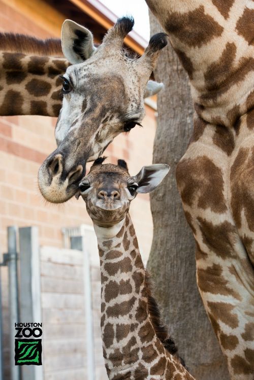 theanimalblog:  The Houston Zoo is proud to announce the birth of a ­­male Masai