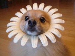reblogging again because flower puppy