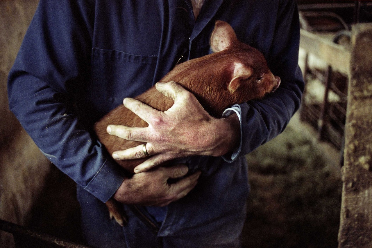 momofuku:
“from the archives:
hilly acres farm in jeffersonville, ny (2008)
photo by gabriele stabile
”
Was this in The New Yorker?