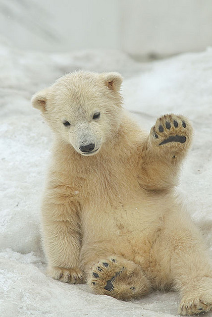 10bullets:  20090324 polar bear ikor&amp;kiroru by uni_zoo on Flickr. 