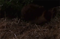 brundleflyforawhiteguy:  Halloween H20: 20 Years Later (1998) 