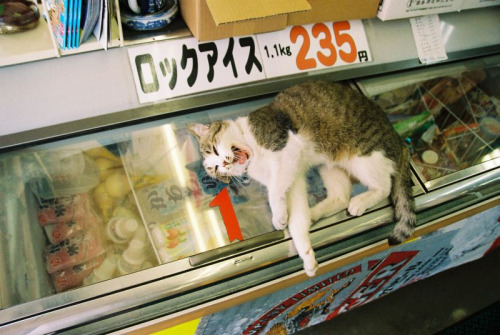 lunarlunatic:  ひやー (by nekojimakeibu) 