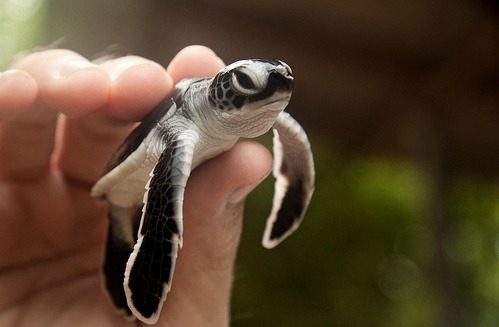 fyeah-seacreatures:  Baby Green Sea Turtle. (an infinity in silence) 