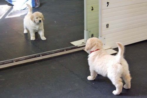  when will my reflection show who i am inside 