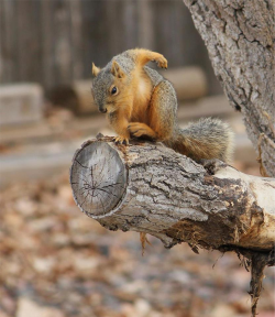 oompahpah:  The squirrels of Bowling Green