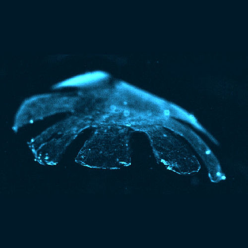 scienceing: theblu: Bioengineers at Harvard and Caltech have reverse engineered a jellyfish from rat