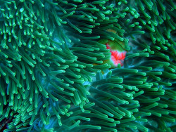 worldlyanimals:  Sea anemone Physobrachia (Shek