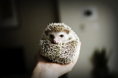 kingdom-of-animals:  Angry Hedgehog by Nina Seo. 