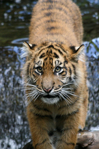 w-ildbutterfly:  bl-ackleopard:  Sumatran tiger cub :)  ✿ NATURE & WILDLIFE BLOG ✿  ~