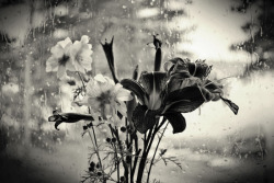 mrkewj:  Rain and Flowers