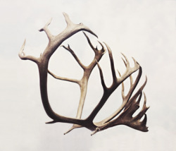 iron-and-wind:  Antlers and art.