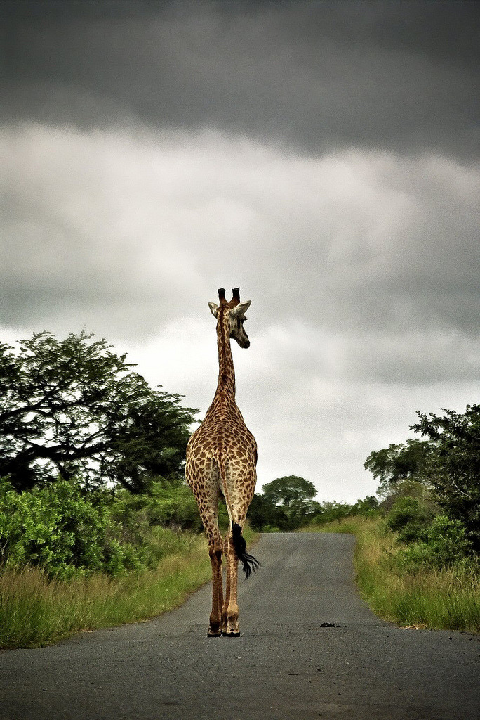 Funky Safari